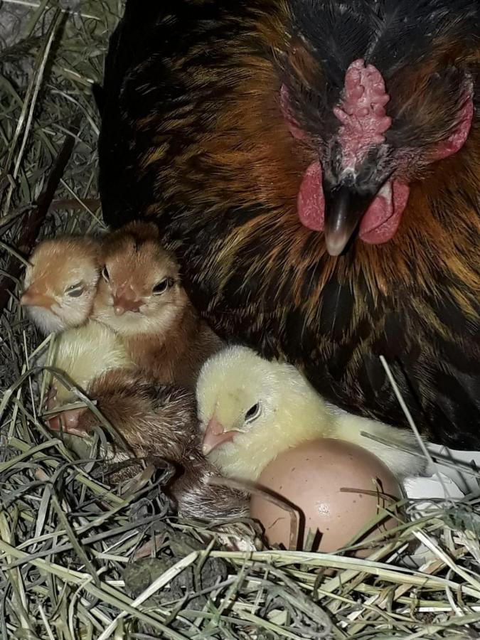 Ferienwohnung Frieda Ellmau Dış mekan fotoğraf